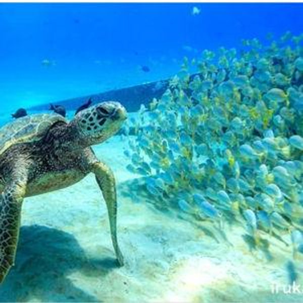 Honeymoon Snorkel and Dive at the Maldives!
