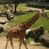 Cameron Park Zoo
