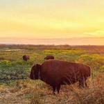 Paynes Prairie Preserve State Park