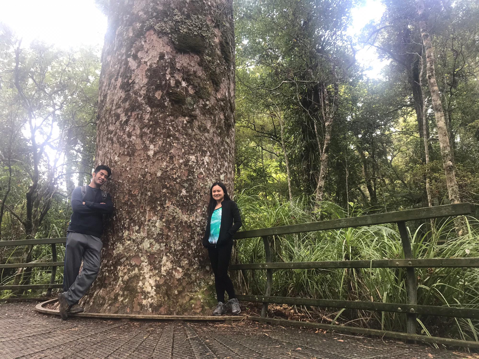 Kauri trees are amazing!