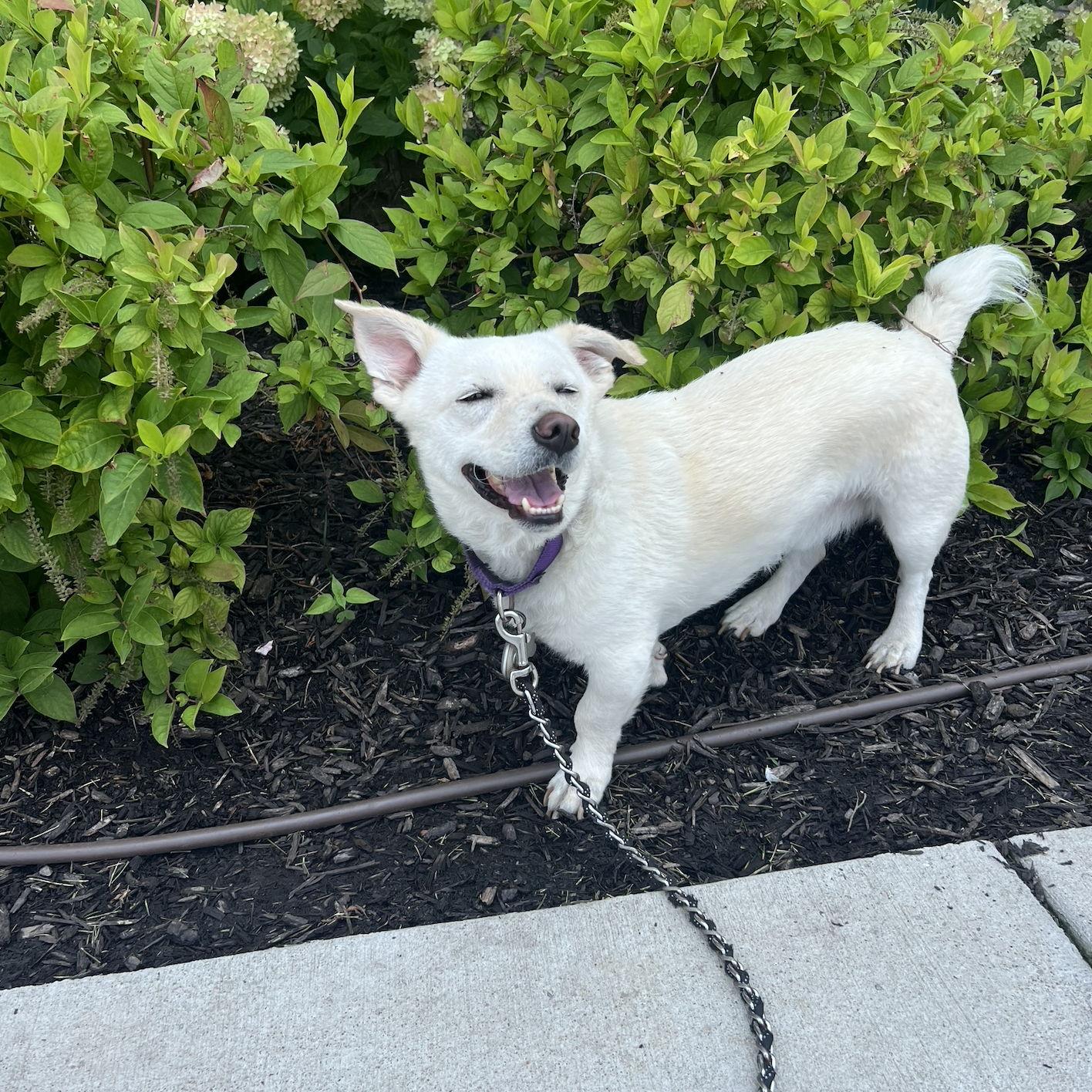 Our little bestie <3 Can't imagine our life without this goofball