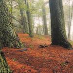 Tilden Regional Park