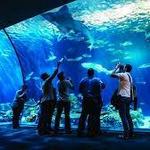 Shedd Aquarium