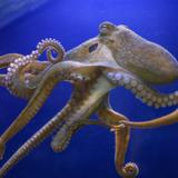 Santa Barbara Museum of Natural History Sea Center