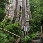 The Worlds Largest Cedear Trees
