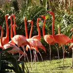 Jungle Island