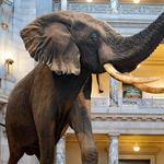 Smithsonian National Museum of Natural History