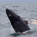 Flora Tours - Excursions Nature - Las Terrenas