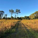 Albany Pine Bush Preserve