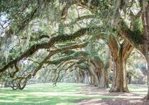 Boone Hall Plantation