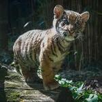 San Diego Zoo