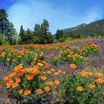 Oak Glen Preserve