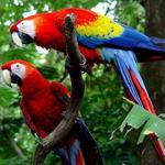 Parque Nacional Carara