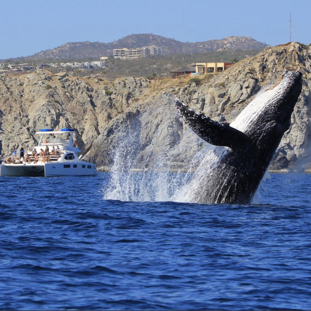 Whale Watching On Our Honeymoon