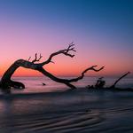 Driftwood Beach