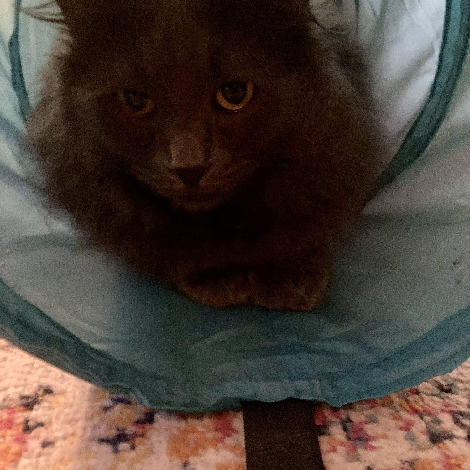 Milton aka Meatball