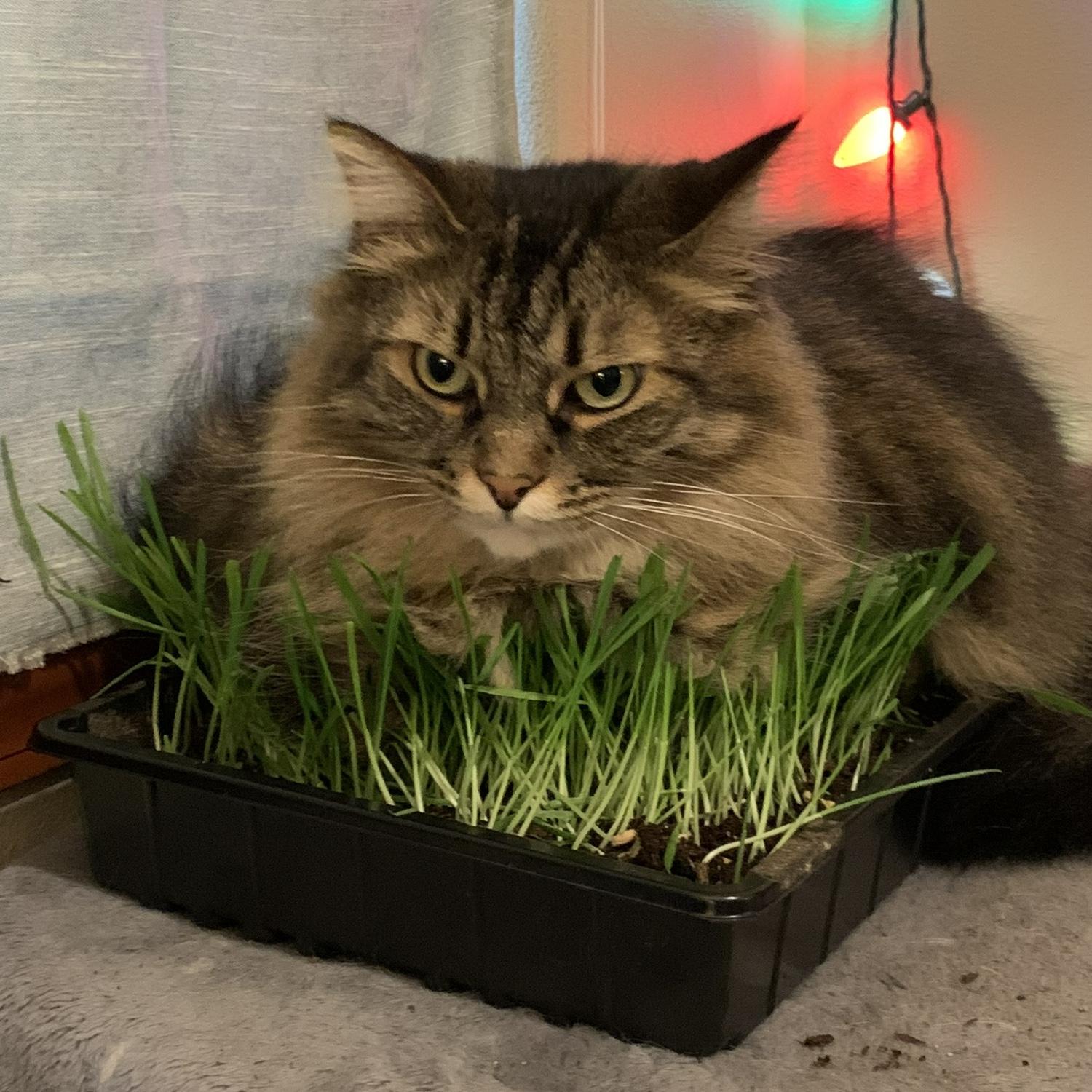 Peter loves his cat grass