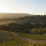 Paso Robles Wineries