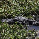 Alligator Lake Park