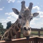 Animal Adventure Park