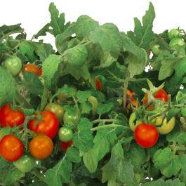 Red Heirloom Cherry Tomato Seed Pod Kit (6-Pod)