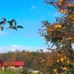 Finger Lakes Cider House