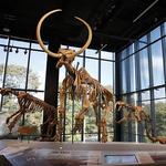 Burke Museum of Natural History and Culture