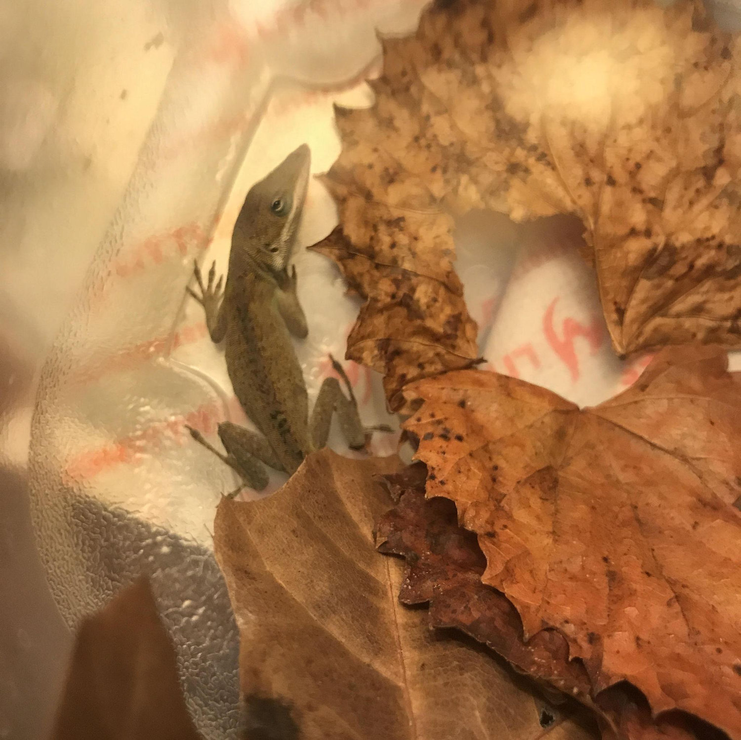 We accidentally became parents to a green anole. We named him Larry (2021)