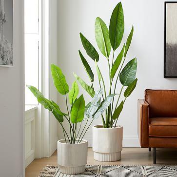 Faux Potted Bird of Paradise Plant, 6'