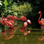 Flamingo Gardens