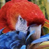 Gumbalimba Park - Roatan's Finest Botanical Garden, Animal Encounter and Family Destination