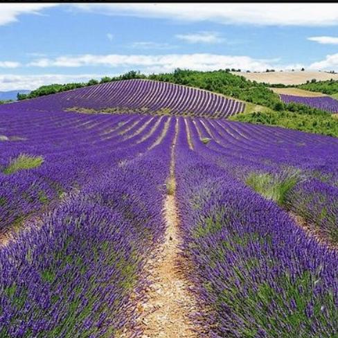 Day Trip to the Lavender Fields