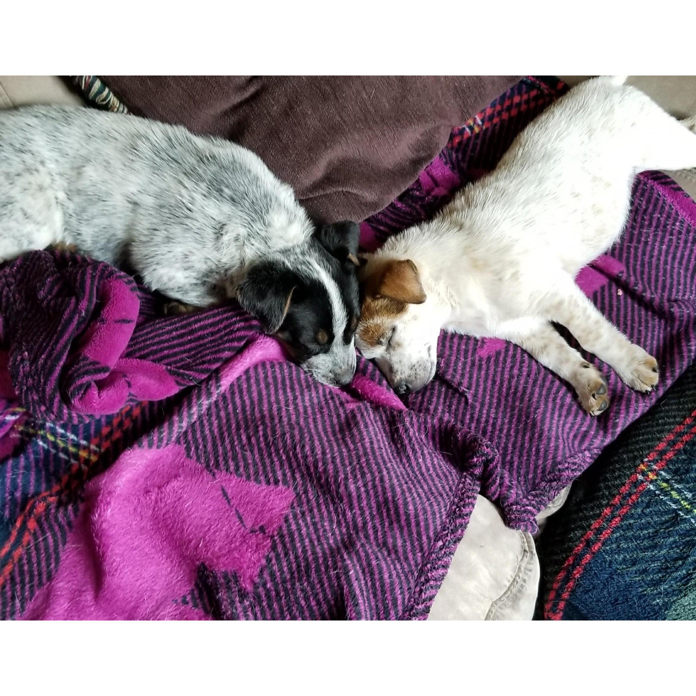 The Sisters.