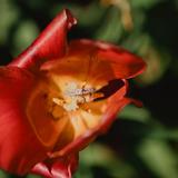 WRAL Azalea Garden