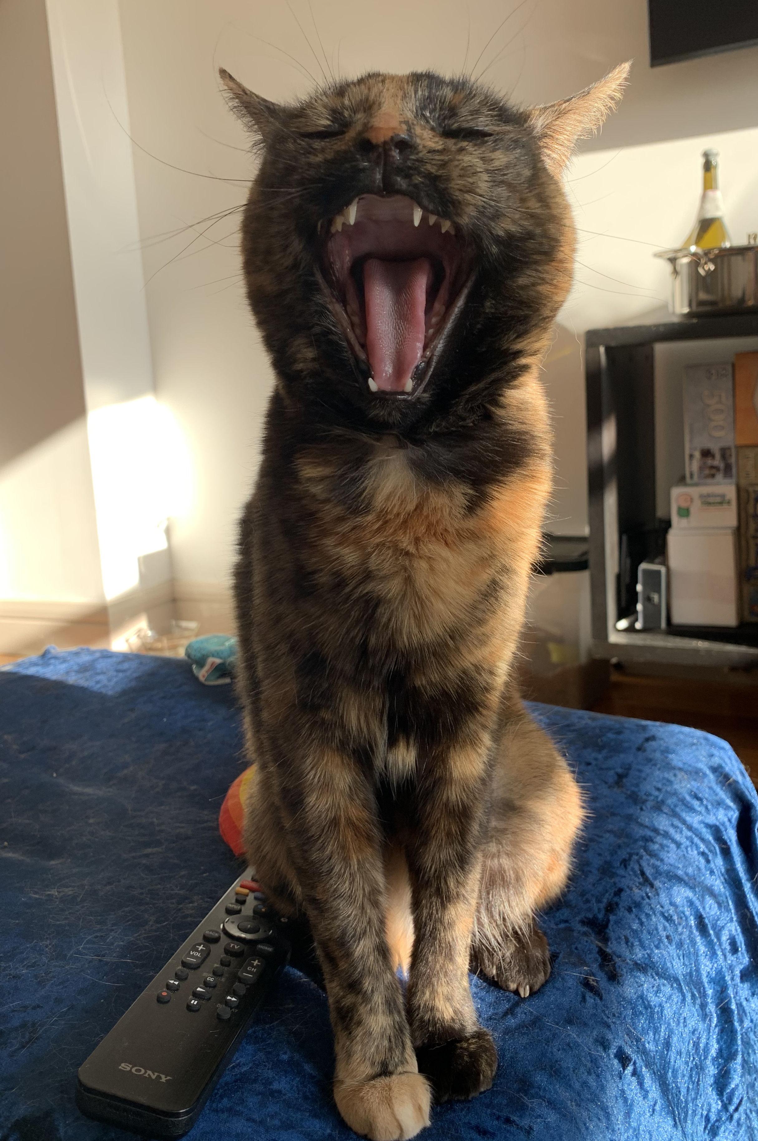 The Wedding Website of Patrick Collins and Kira Ghandhi