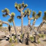 Joshua Tree National Park