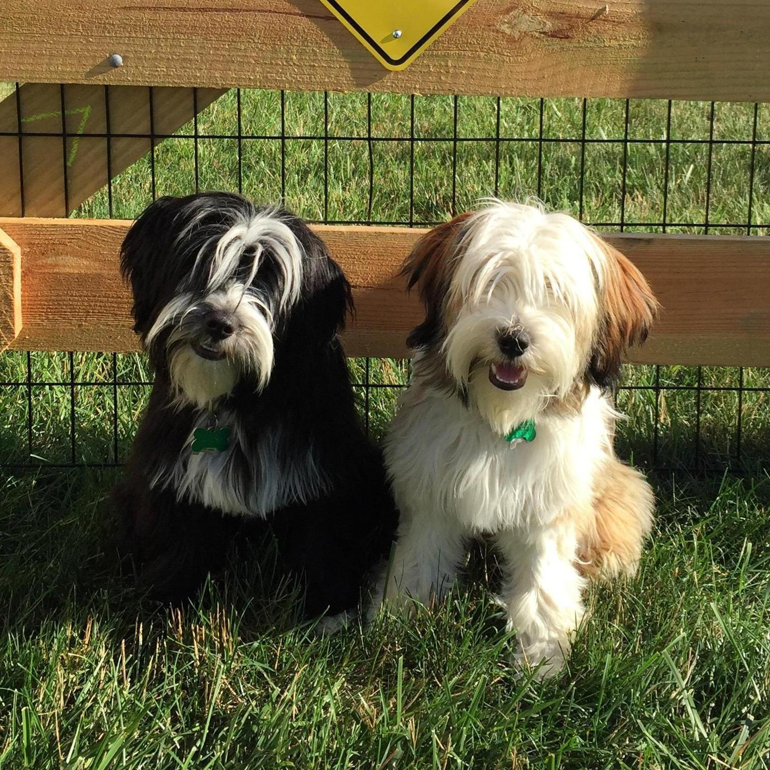 Gracie and Tallulah