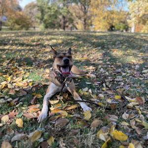 Puppy Daycare Day Pass