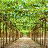 Pisco Vineyard