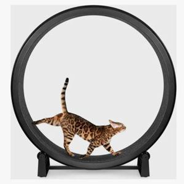 ONE FAST CAT Gen 7 Cat Exercise Wheel, Black with Black Felt Pads - Chewy.com