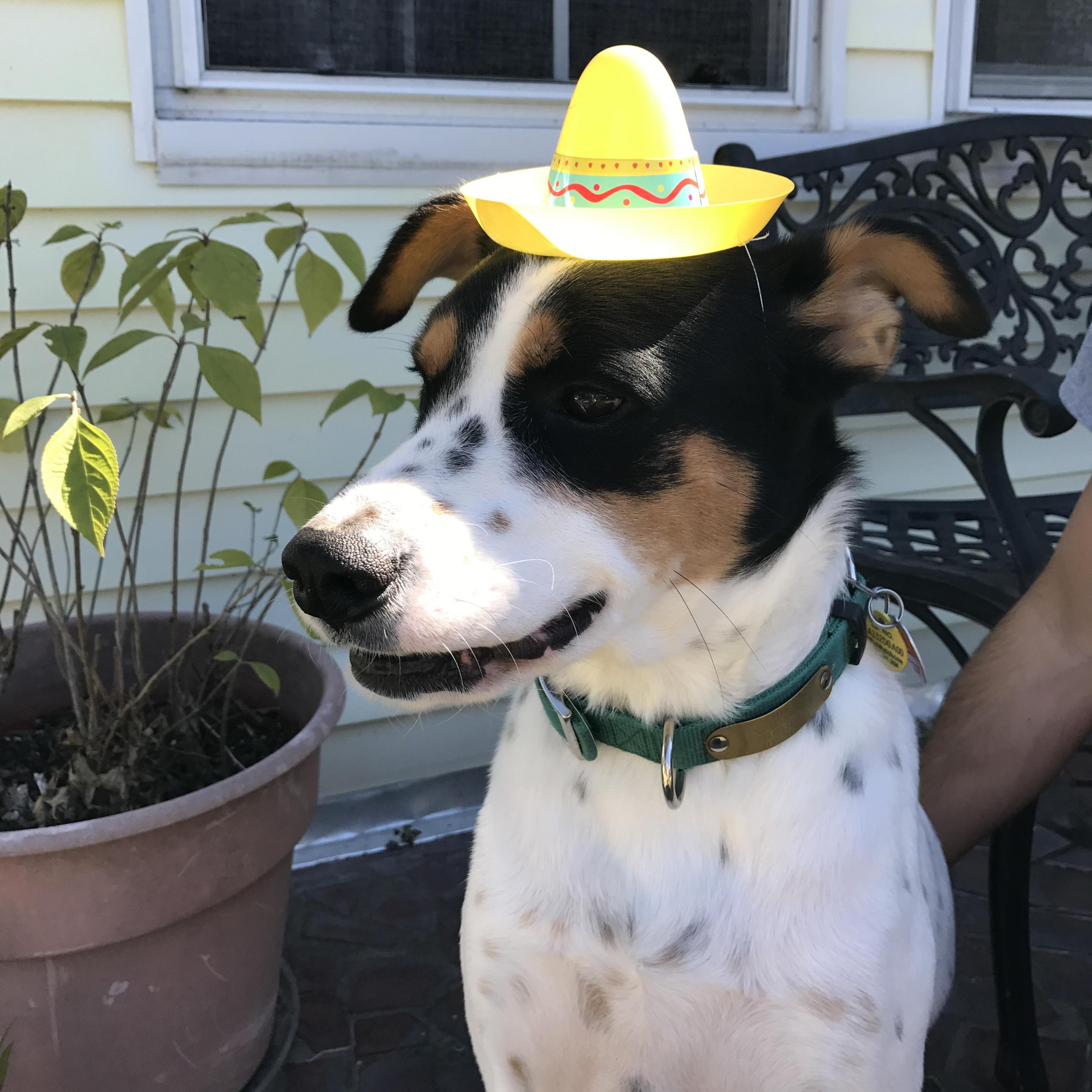Diggie is always ready to party