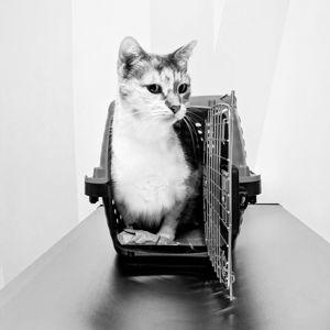Pumpkin's Diabetes Fund