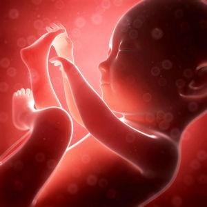 Our IVF fund