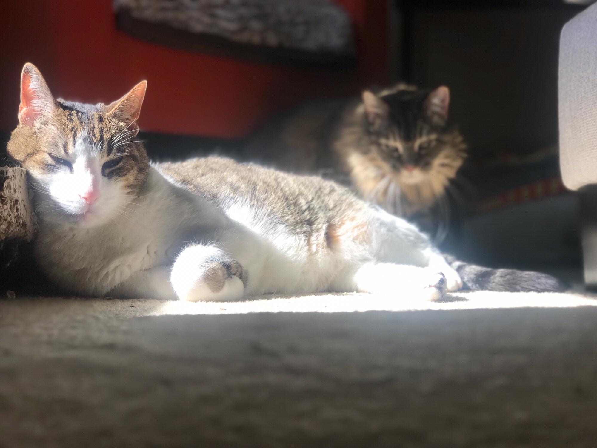 Kazé is just chilling while Nisha looks to be plotting.