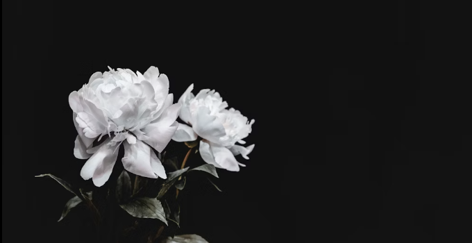 The Wedding Website of Maboshe Makesa and Cassandra Freeman