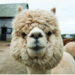 Island Alpaca Company