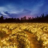 The Lavender Festival