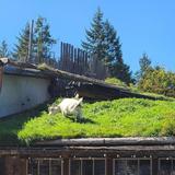 Old Country Market - Goats on Roof