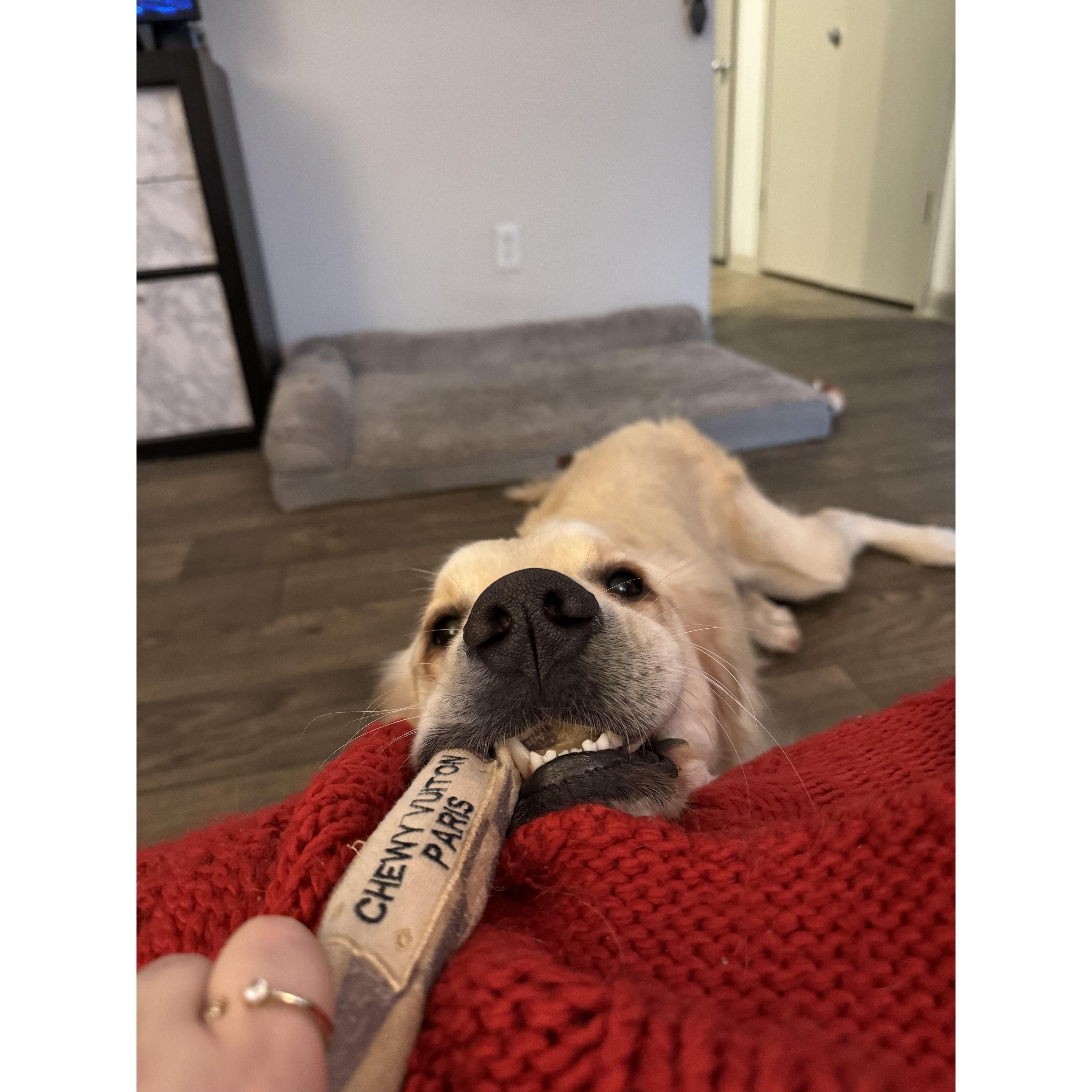 Our favorite game is tug.