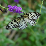 The Butterfly House